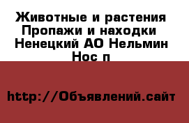 Животные и растения Пропажи и находки. Ненецкий АО,Нельмин Нос п.